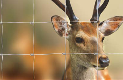 Loomavõrk punutud 50m rullis